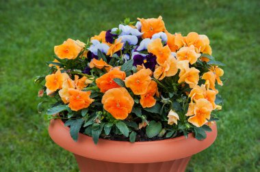 Arka planda saksıdaki nonoş çiçekler.