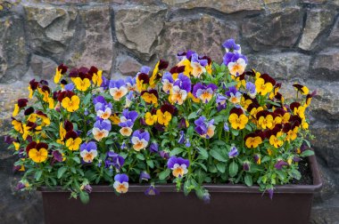 Çok renkli çiçekli Viola bitkisi, Viola, üç renkli Viola