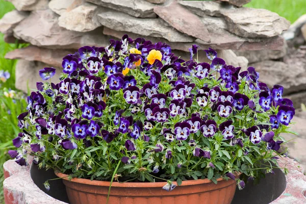 Viola plant with violet flowers in street pot — Stock Photo, Image