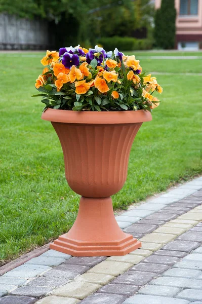 Pansy flowers in a pot at grass background — Stock Photo, Image