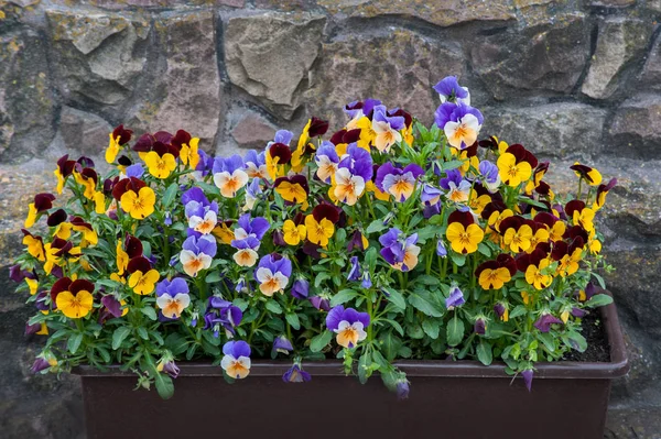 Çok renkli çiçekli Viola bitkisi, Viola, üç renkli Viola