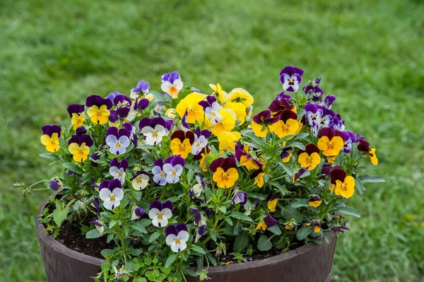 Viola çiçekli, Viola, Common Violet, Viola sokak tenceresinde üç renkli