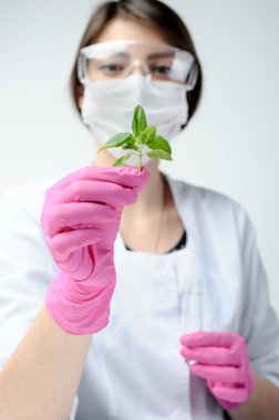 Laboratuvar asistanı, tarım laboratuarında fesleğenli bir test tüpünü dikkatlice inceliyor.