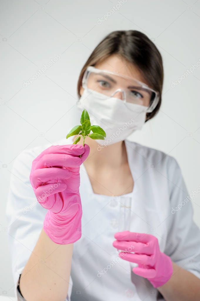laboratory assistant holding a test tube with a plant basil agro-laboratory