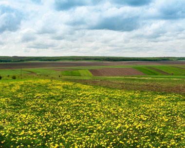 bahar panoramik çekim tarım arazisi ve karahindiba çayır parçaları ile
