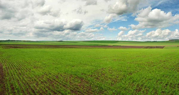 Linhas Brotos Trigo Inverno Jovens Grande Campo — Fotografia de Stock