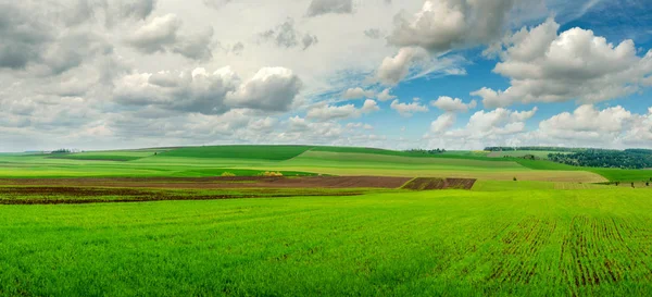 Zelená Tráva Mladá Zimní Pšenice Výhonky Velkém Poli Mraky Nebe — Stock fotografie