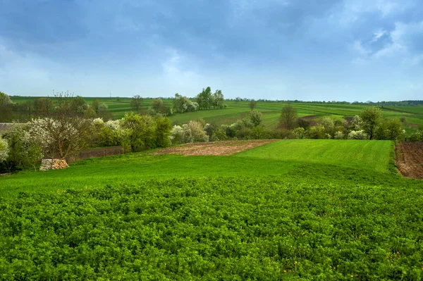 Primavera Campo Verde Hierba Fresca Huertos Árboles Con Flores Sobre — Foto de Stock