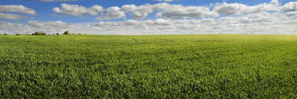 Paisagem Primavera Campo Verde Com Culturas Inverno Céu Com Nuvens — Fotografia de Stock