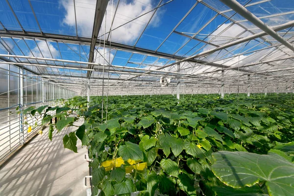 現代の温室内のキュウリの列 野菜の栽培 ガラス製のデザイン 上のビュー — ストック写真