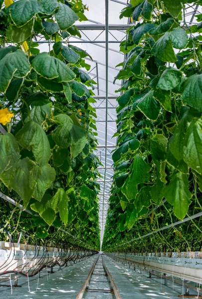 Ряд Огурцов Теплице Выращивание Овощей Уборка Урожая — стоковое фото