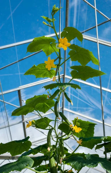 現代の温室で緑のキュウリ卵巣と花 トップビューのガラス構造と空 — ストック写真