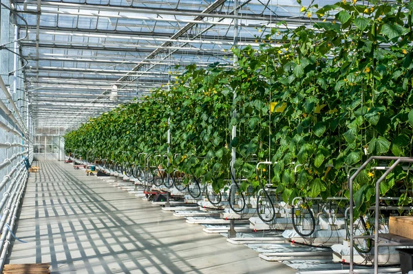 Rangées Concombres Dans Une Serre Moderne Légumes Croissance Dessins Verre — Photo