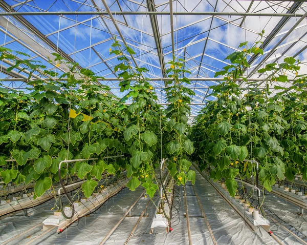 Groen Gewas Moderne Kas Rij Planten Bovenaanzicht — Stockfoto