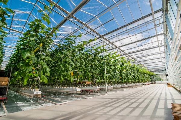 Rows Cucumbers Modern Greenhouse Growing Vegetables Designs Made Glass Shadows — Stock Photo, Image