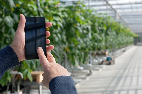 Growing vegetables in greenhouses, smartphone in hands, new technologies. Analysis of data on the status of plants, smart agriculture.