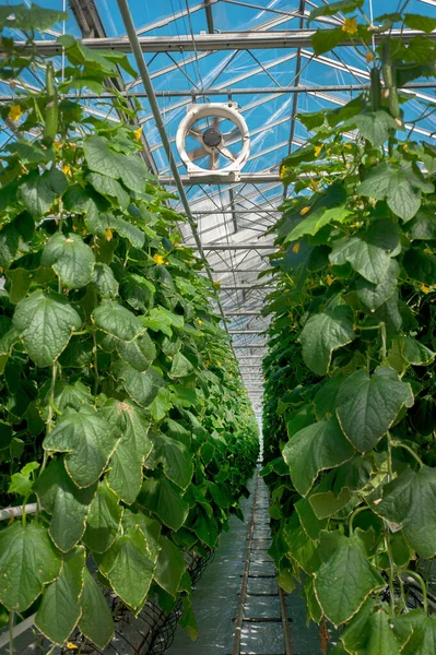 Een Aantal Komkommers Een Kas Een Klimaatventilator Groenten Verbouwen — Stockfoto