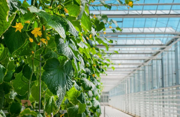 葉と小さな黄色の花と芽を持つ若いキュウリの植物が温室で成長しています — ストック写真