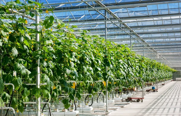 Perspective View Growing Cucumbers Big Greenhouse — Stock Photo, Image