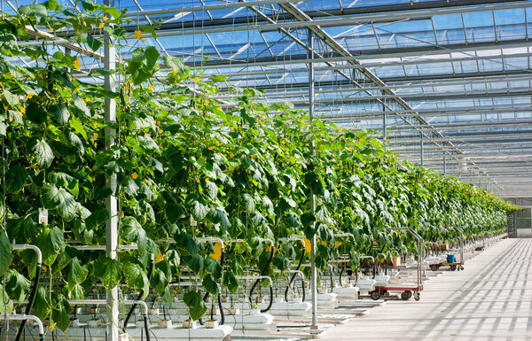 Perspective View Growing Cucumbers Big Greenhouse Royalty Free Stock Images
