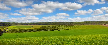 yeşil tarla buğdayının panoramik manzarası ve renkli yamaçlar, çalı üzümü sıraları