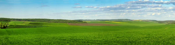 Duża Panorama Zielonego Pola Pełnego Pszenicy Kolorowe Zbocza Wiosnę — Zdjęcie stockowe