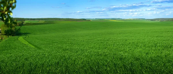 Panorámás Kilátás Zöld Mező Kék Tavasszal Ukrajnában — Stock Fotó