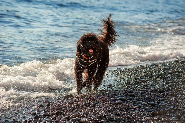 Feliz Cão Poodle Preto Executado Praia Mar Passeio — Fotografia de Stock