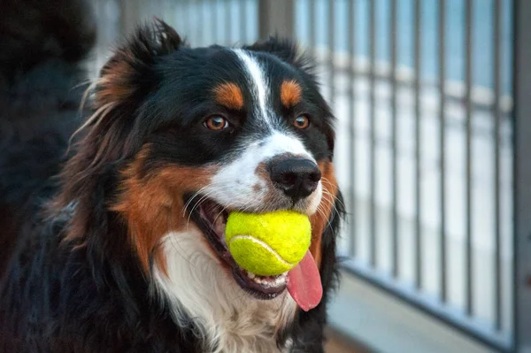 English shepherd herding dog play with tennis ball