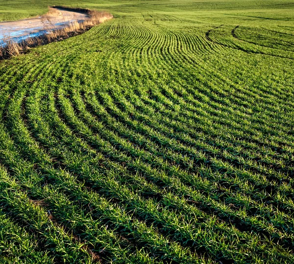 wavy lines rows of winter wheat sprouts, geometry