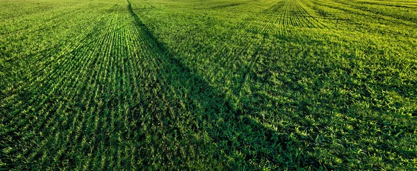 Mısır Gevreği Tarlalarının Panoramik Görüntüsü Buğday Filizleri Bölge Kapağı — Stok fotoğraf