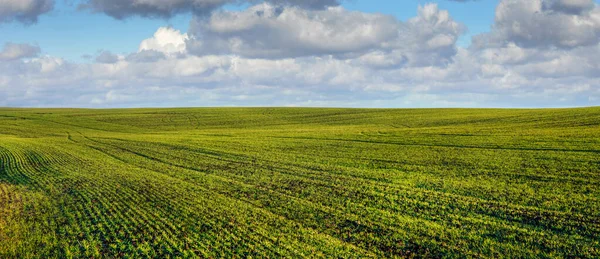 Linhas Fileiras Brotos Trigo Inverno Terra Agrária Primavera Com Nuvens — Fotografia de Stock