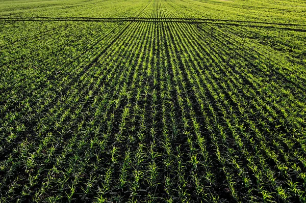 rows and lines of winter wheat sprouts, site cap