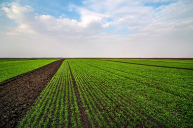 Tarla manzarasının panoramik görüntüsü tarlayı güzel bir gökyüzüne sahip buğday sektörlerine ayırıyor.