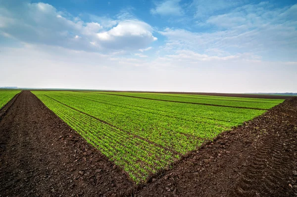 Tarla Manzarasının Panoramik Görüntüsü Tarlayı Güzel Bir Gökyüzüne Sahip Buğday — Stok fotoğraf