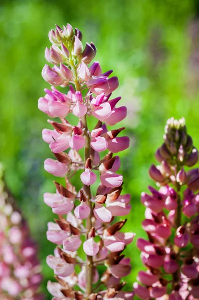 Bloeiende Lupine Bloemen Lupinus Polyphyllus Tuin Voederplant — Stockfoto