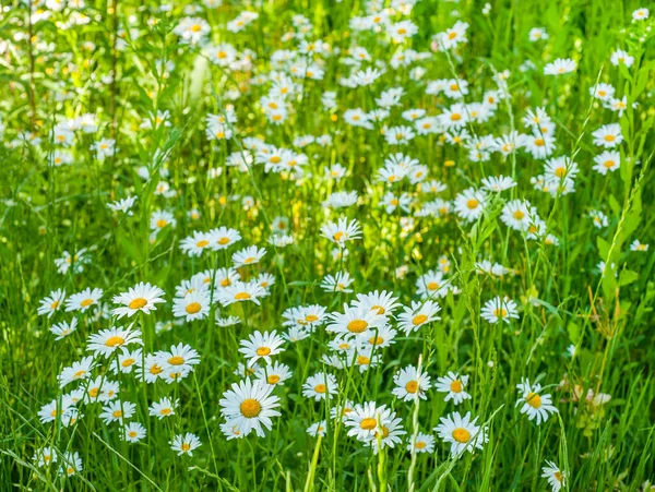 Zbliżenie Białego Rumianku Zielonej Łące Letniej — Zdjęcie stockowe