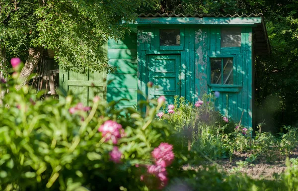 Gardener Wooden House Spring Time Pions Flowers — Stock Photo, Image