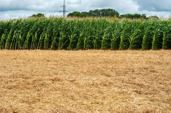 Experimental Campo Siembra Demostración Cultivo Maíz Plantación Maíz Campo — Foto de Stock