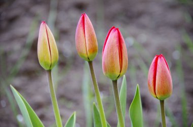 Çiçek açmayan kırmızı lalelerin yuvası kapanıyor baharda.