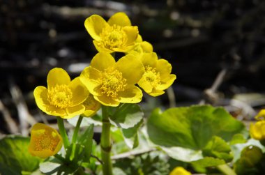 Çiçekli sarı Marsh Marigold, Caltha Palustris, baharda bir göletin kıyısında makro