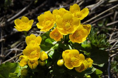 Çiçekli sarı Marsh Marigold, Caltha Palustris, baharda bir göletin kıyısında