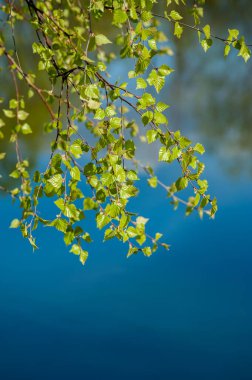 Huş ağacının genç yeşil bahar yaprakları, arka planda kopya alanı ve su yansıması