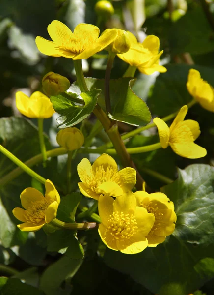 Virágzó Sárga Marsh Marigold Caltha Palustris Tavasszal Egy Partján — Stock Fotó