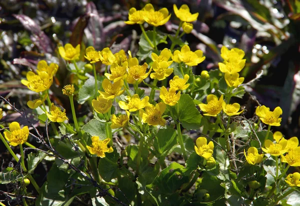 Virágzó Sárga Marsh Marigold Caltha Palustris Tavasszal Egy Partján — Stock Fotó