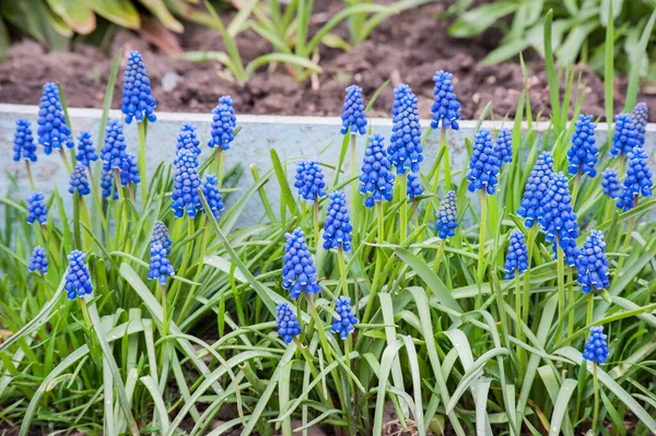 Muscari Bloemen Close Mooie Zomer Bloembed Tuin — Stockfoto