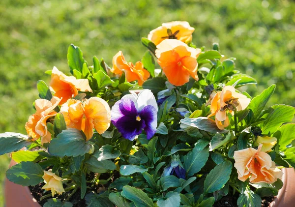 Pansy garden flowers in a pot at grass background