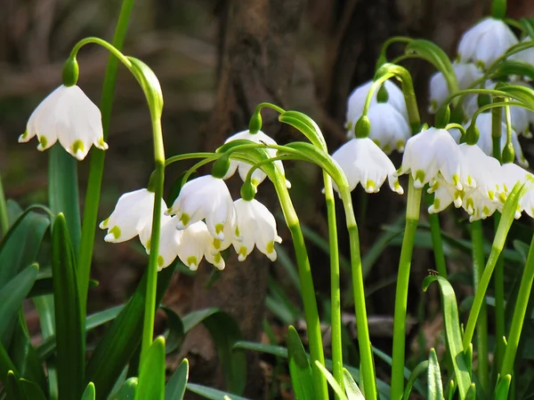 Prachtig Veld Van Lily Van Bosvallei — Stockfoto