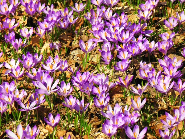 Bloemenweide Met Paarse Krokussen Weidesaffraan Het Voorjaar — Stockfoto