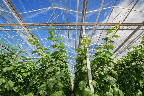 Cucumbers Glass Greenhouse Growing Vegetables — Stock Photo, Image